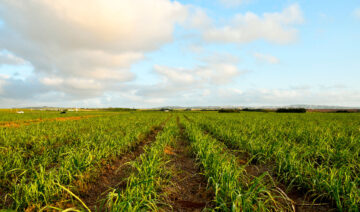 CROMAI SCAN GROWLINE