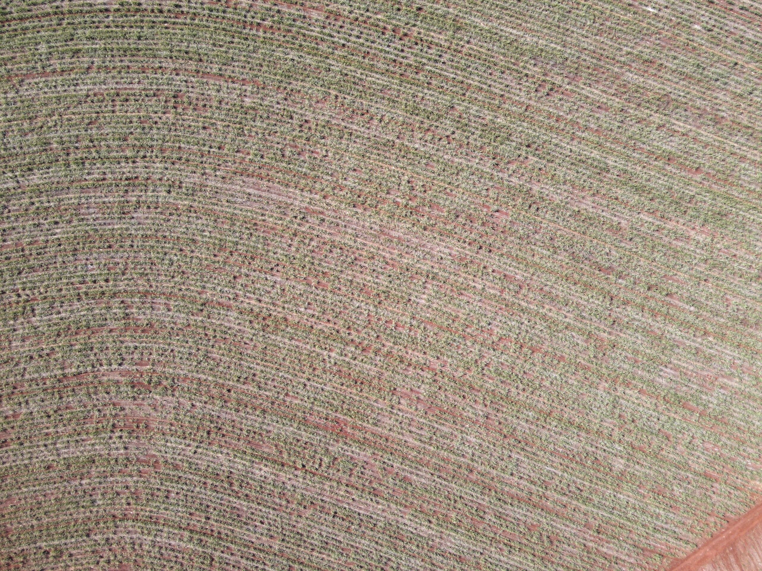 Cromai Scan Growline